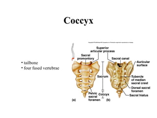 Coccyx tailbone four fused vertebrae 