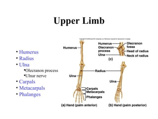 Upper Limb Humerus Radius Ulna Olecranon process Ulnar nerve Carpals Metacarpals Phalanges 