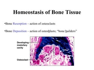 Homeostasis of Bone Tissue Bone  Resorption  – action of osteoclasts  Bone  Deposition  – action of osteo b lasts; “bone  b uilders” 