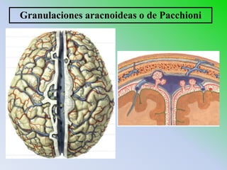 Granulaciones aracnoideas o de Pacchioni
 