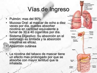 Pulmón: mas del 90%Mucosa Oral: al mascar de ocho a diez veces por día, puedes absorber nicotina en cantidad equivalente a fumar de 30 a 40 cigarrillos por día.Sistema Digestivo: Su absorción en el estómago es limitada y la absorción intestinal es eficaz.Absorción cutáneaLa nicotina del tabaco de mascar tiene un efecto mas prolongado por que se absorbe con mayor lentitud que la inhalada.Vías de Ingreso