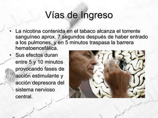 Vías de IngresoLa nicotina contenida en el tabaco alcanza el torrente sanguíneo aprox. 7 segundos después de haber entrado a los pulmones, y en 5 minutos traspasa la barrera hematoencefálica.Sus efectos duran 	entre 5 y 10 minutos 	provocando fases de 	acción estimulante y 	acción depresora del 	sistema nervioso 	central. 