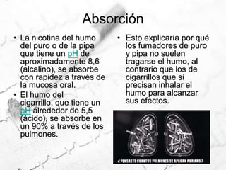 AbsorciónLa nicotina del humo del puro o de la pipa que tiene un pH de aproximadamente 8,6 (alcalino), se absorbe con rapidez a través de la mucosa oral.El humo del cigarrillo, que tiene un pH alrededor de 5,5 (ácido), se absorbe en un 90% a través de los pulmones. Esto explicaría por qué los fumadores de puro y pipa no suelen tragarse el humo, al contrario que los de cigarrillos que si precisan inhalar el humo para alcanzar sus efectos.