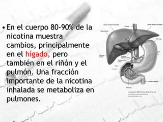 En el cuerpo 80-90% de la nicotina muestra cambios, principalmente en el hígado, pero también en el riñón y el pulmón. Una fracción importante de la nicotina inhalada se metaboliza en pulmones. 
