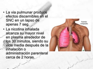 La via pulmunar produce efectos discernibles en el SNC en un lapso de apenas 7 seg.La nicotina inhalada alcanza su mayor nivel en plasma alrededor de los 30 minutos, siendo su vida media después de la inhalación o administración parenteral  cerca de 2 horas.