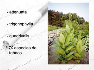 - attenuata - trigonophylla   - quadrivalis    * 70 especies de tabaco