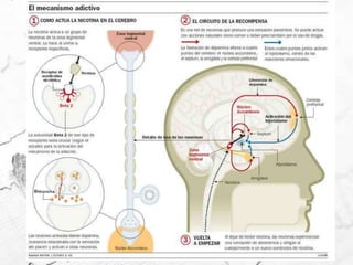 Paraliza los cilios respiratorios 