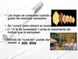 Las hojas se cosechan cuando alcanzan el grado de madurez necesario.Se “curan” para reducir su humedad     - (< 13 % de humedad) = evita el crecimiento de mohos que lo estropeen * Método de “curación” puede durar de    tres  meses  a  seisaños.