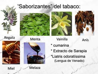 “Saborizantes” del tabaco:                     RegalizMentaVainillaAnís* cumarina* Extracto de Sarapia  *Liatris odoratíssima (Lengua de Venado)MelazaMiel