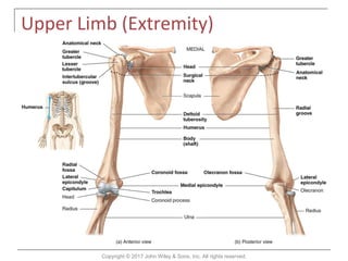 07 The Skeletal System - Appendicular Skeleton.pdf