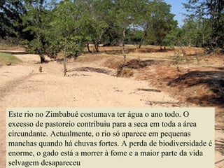 Este rio no Zimbabué costumava ter água o ano todo. O excesso de pastoreio contribuiu para a seca em toda a área circundante. Actualmente, o rio só aparece em pequenas manchas quando há chuvas fortes. A perda de biodiversidade é enorme, o gado está a morrer à fome e a maior parte da vida selvagem desapareceu 