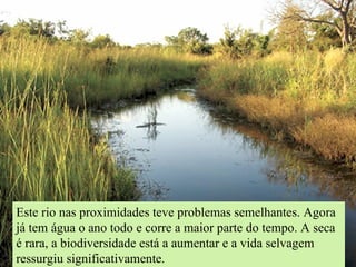 Este rio nas proximidades teve problemas semelhantes. Agora já tem água o ano todo e corre a maior parte do tempo. A seca é rara, a biodiversidade está a aumentar e a vida selvagem ressurgiu significativamente. 