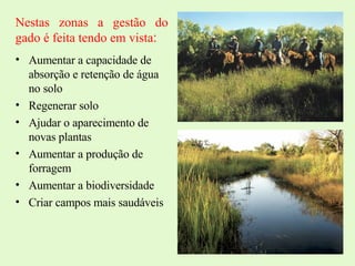 Nestas zonas a gestão do gado é feita tendo em vista : Aumentar a capacidade de absorção e retenção de água no solo Regenerar solo Ajudar o aparecimento de novas plantas Aumentar a produção de forragem Aumentar a biodiversidade Criar campos mais saudáveis 