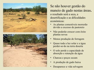 Se não houver gestão do maneio de gado nestas áreas . o resultado será a seca, a desertificação e as dificuldades económicas: As plantas comestíveis morrerão devido a excesso de pastoreio Não poderão crescer com êxito plantas novas  Menos produção de forragem Quase toda a luz solar e a água perder-se-ão na terra deserta O solo perde a capacidade de absorção e retenção da água Charcas e poços secam A produção de gado baixa Desaparece a vida selvagem 