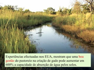 Experiências efectuadas nos EUA, mostram que uma  boa gestão  do pastoreio na criação de gado pode aumentar em 600% a capacidade de absorção de água pelos solos. 