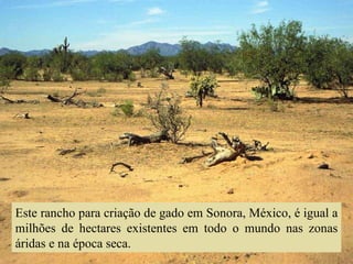 Este rancho para criação de gado em Sonora, México, é igual a milhões de hectares existentes em todo o mundo nas zonas áridas e na época seca. 