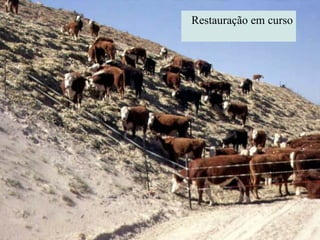 Restauração em curso 