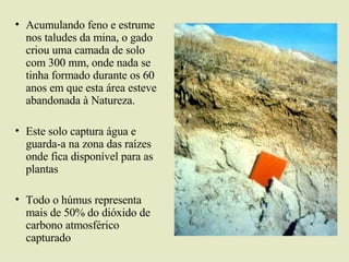 Acumulando feno e estrume nos taludes da mina, o gado criou uma camada de solo com 300 mm, onde nada se tinha formado durante os 60 anos em que esta área esteve abandonada à Natureza. Este solo captura água e guarda-a na zona das raízes onde fica disponível para as plantas Todo o húmus representa mais de 50% do dióxido de carbono atmosférico capturado 