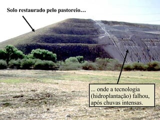 Solo restaurado pelo pastoreio… ... onde a tecnologia (hidroplantação) falhou, após chuvas intensas. 