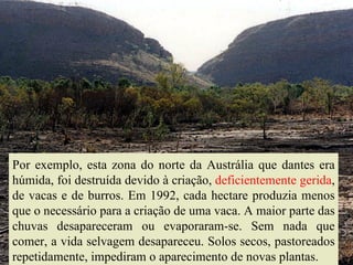 Por exemplo, esta zona do norte da Austrália que dantes era húmida, foi destruída devido à criação,  deficientemente gerida , de vacas e de burros. Em 1992, cada hectare produzia menos que o necessário para a criação de uma vaca. A maior parte das chuvas desapareceram ou evaporaram-se. Sem nada que comer, a vida selvagem desapareceu. Solos secos, pastoreados repetidamente, impediram o aparecimento de novas plantas. 