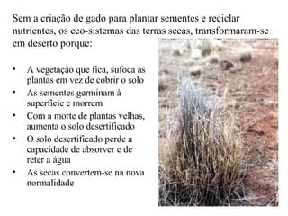 Sem a criação de gado para plantar sementes e reciclar nutrientes, os eco-sistemas das terras secas, transformaram-se em deserto porque: A vegetação que fica, sufoca as plantas em vez de cobrir o solo As sementes germinam à superfície e morrem Com a morte de plantas velhas, aumenta o solo desertificado O solo desertificado perde a capacidade de absorver e de reter a água As secas convertem-se na nova normalidade 