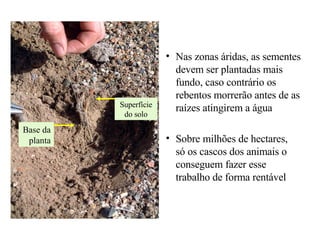 Nas zonas áridas, as sementes devem ser plantadas mais fundo, caso contrário os rebentos morrerão antes de as raízes atingirem a água Sobre milhões de hectares,  só os cascos dos animais o conseguem fazer esse trabalho de forma rentável Superfície do solo Base da planta 