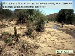 Em zonas áridas e nas sazonalmente secas, o excesso de pastoreio conduz a desastres como este: Date Creek, Arizona 
