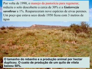 Por volta de 1990, o  manejo da pastorícia para regenerar,  reduziu o solo descoberto a cerca de 30% e a  Gutierrezia sarothrae  a 1%. Reapareceram nove espécies de ervas perenes. Um poço que estava seco desde 1950 ficou com 3 metros de água O tamanho do rebanho e a produção animal por hectar duplicou. O custo de produção de um quilo de vitela baixou 50%. 