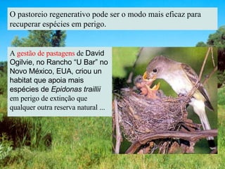 O pastoreio regenerativo pode ser o modo mais eficaz para recuperar espécies em perigo. A  gestão de pastagens  de  David Ogilvie, no Rancho “U Bar” no Novo México, EUA, criou un habitat que apoia mais espécies de  Epidonas traillii  em perigo de extinção que qualquer outra reserva natural ... 