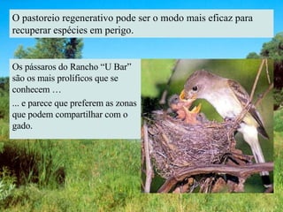 O pastoreio regenerativo pode ser o modo mais eficaz para recuperar espécies em perigo. Os pássaros do Rancho “U Bar” são os mais prolíficos que se conhecem …  ... e parece que preferem as zonas que podem compartilhar com o gado. 
