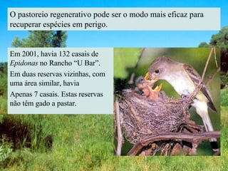 O pastoreio regenerativo pode ser o modo mais eficaz para recuperar espécies em perigo. Em 2001, havia 132 casais de  Epidonas  no Rancho “U Bar”. Em duas reservas vizinhas, com uma área similar, havia  Apenas 7 casais. Estas reservas não têm gado a pastar. 
