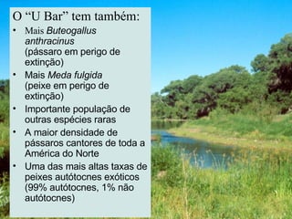 O “U Bar” tem também: Mais  Buteogallus anthracinus  (pássaro em perigo de extinção) Mais  Meda fulgida  (peixe em perigo de extinção) Importante população de outras espécies raras A maior densidade de pássaros cantores de toda a América do Norte Uma das mais altas taxas de peixes autótocnes exóticos  (99% autótocnes, 1% não autótocnes) 