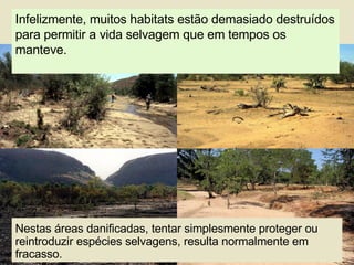 Infelizmente, muitos habitats estão demasiado destruídos para permitir a vida selvagem que em tempos os manteve. Nestas áreas danificadas, tentar simplesmente proteger ou reintroduzir espécies selvagens, resulta normalmente em fracasso. 