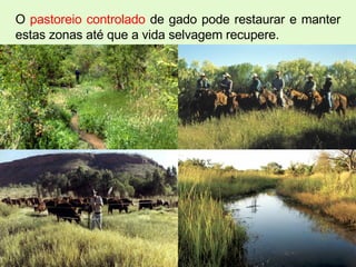 O  pastoreio controlado  de gado pode restaurar e manter estas zonas até que a vida selvagem recupere.  