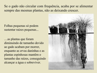 Se o gado não circular com frequência, acaba por se alimentar sempre das mesmas plantas, não as deixando crescer .  Folhas pequenas só podem sustentar   raízes pequenas... … as plantas que foram diminuindo de tamanho devido ao gado acabam por morrer, enquanto as ervas daninhas e as plantas espinhosas mantêm o tamanho das raízes, conseguindo alcançar a água e sobreviver . 