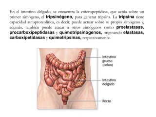 En el intestino delgado, se encuentra la enteropeptidasa, que actúa sobre un
primer zimógeno, el tripsinógeno, para generar tripsina. La tripsina tiene
capacidad autoproteolítica, es decir, puede actuar sobre su propio zimógeno y,
además, también puede atacar a otros zimógenos como proelastasas,
procarboxipeptidasas y quimotripsinógenos, originando elastasas,
carboxipetidasas y quimotripsinas, respectivamente.
 