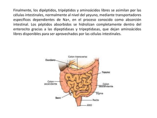Finalmente, los dipéptidos, tripéptidos y aminoácidos libres se asimilan por las
células intestinales, normalmente al nivel del yeyuno, mediante transportadores
específicos dependientes de Na+, en el proceso conocido como absorción
intestinal. Los péptidos absorbidos se hidrolizan completamente dentro del
enterocito gracias a las dipeptidasas y tripeptidasas, que dejan aminoácidos
libres disponibles para ser aprovechados por las células intestinales.
 