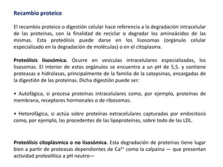 Recambio proteico
El recambio proteico o digestión celular hace referencia a la degradación intracelular
de las proteínas, con la finalidad de reciclar o degradar los aminoácidos de las
mismas. Esta proteólisis puede darse en los lisosomas (orgánulo celular
especializado en la degradación de moléculas) o en el citoplasma.
Proteólisis lisosómica. Ocurre en vesículas intracelulares especializadas, los
lisosomas. El interior de estos orgánulos se encuentra a un pH de 5,5. y contiene
proteasas e hidrolasas, principalmente de la familia de la catepsinas, encargadas de
la digestión de las proteínas. Dicha digestión puede ser:
• Autofágica, si procesa proteínas intracelulares como, por ejemplo, proteínas de
membrana, receptores hormonales o de ribosomas.
• Hetorofágica, si actúa sobre proteínas extracelulares capturadas por endocitosis
como, por ejemplo, las procedentes de las lipoproteínas, sobre todo de las LDL.
Proteólisis citoplásmica o no lisosómica. Esta degradación de proteínas tiene lugar
bien a partir de proteasas dependientes de Ca2+ como la calpaína — que presentan
actividad proteolítica a pH neutro—
 