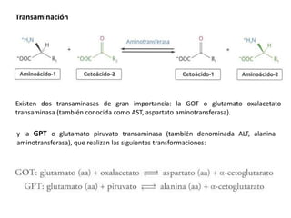 Transaminación
Existen dos transaminasas de gran importancia: la GOT o glutamato oxalacetato
transaminasa (también conocida como AST, aspartato aminotransferasa).
y la GPT o glutamato piruvato transaminasa (también denominada ALT, alanina
aminotransferasa), que realizan las siguientes transformaciones:
 