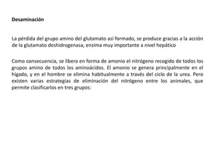 La pérdida del grupo amino del glutamato así formado, se produce gracias a la acción
de la glutamato deshidrogenasa, enzima muy importante a nivel hepático
Desaminación
Como consecuencia, se libera en forma de amonio el nitrógeno recogido de todos los
grupos amino de todos los aminoácidos. El amonio se genera principalmente en el
hígado, y en el hombre se elimina habitualmente a través del ciclo de la urea. Pero
existen varias estrategias de eliminación del nitrógeno entre los animales, que
permite clasificarlos en tres grupos:
 