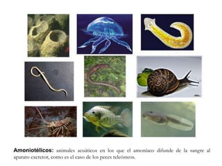 Amoniotélicos: animales acuáticos en los que el amoníaco difunde de la sangre al
aparato excretor, como es el caso de los peces teleósteos.
 