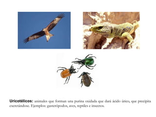 Uricotélicos: animales que forman una purina oxidada que dará ácido úrico, que precipita
excretándose. Ejemplos: gasterópodos, aves, reptiles e insectos.
 