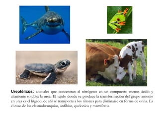 Ureotélicos: animales que concentran el nitrógeno en un compuesto menos ácido y
altamente soluble: la urea. El tejido donde se produce la transformación del grupo amonio
en urea es el hígado; de ahí se transporta a los riñones para eliminarse en forma de orina. Es
el caso de los elasmobranquios, anfibios, quelonios y mamíferos.
 