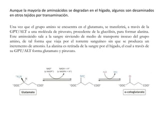 Aunque la mayoría de aminoácidos se degradan en el hígado, algunos son desaminados
en otros tejidos por transaminación.
Una vez que el grupo amino se encuentra en el glutamato, se transferirá, a través de la
GPT/ALT a una molécula de piruvato, procedente de la glucólisis, para formar alanina.
Este aminoácido sale a la sangre sirviendo de medio de transporte inocuo del grupo
amino, de tal forma que viaja por el torrente sanguíneo sin que se produzca un
incremento de amonio. La alanina es retirada de la sangre por el hígado, el cual a través de
su GPT/ALT forma glutamato y piruvato.
 