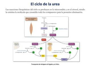 El ciclo de la urea
Las reacciones bioquímicas del ciclo se producen en la mitocondria y en el citosol, siendo
la ornitina la molécula que ensambla todo los compuestos para la posterior eliminación.
Transporte de nitrógeno al hígado y al riñón.
 
