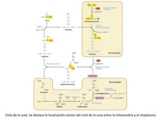 Ciclo de la urea. Se destaca la localización celular del ciclo de la urea entre la mitocondria y el citoplasma.
 