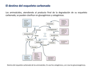 El destino del esqueleto carbonado
Los aminoácidos, atendiendo al producto final de la degradación de su esqueleto
carbonado, se pueden clasificar en glucogénicos y cetogénicos.
Destino del esqueleto carbonado de los aminoácidos. En azul los cetogénicos, y en rosa los gluconeogénicos.
 