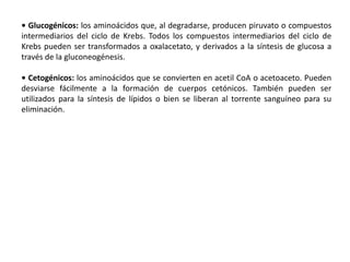 • Glucogénicos: los aminoácidos que, al degradarse, producen piruvato o compuestos
intermediarios del ciclo de Krebs. Todos los compuestos intermediarios del ciclo de
Krebs pueden ser transformados a oxalacetato, y derivados a la síntesis de glucosa a
través de la gluconeogénesis.
• Cetogénicos: los aminoácidos que se convierten en acetil CoA o acetoaceto. Pueden
desviarse fácilmente a la formación de cuerpos cetónicos. También pueden ser
utilizados para la síntesis de lípidos o bien se liberan al torrente sanguíneo para su
eliminación.
 