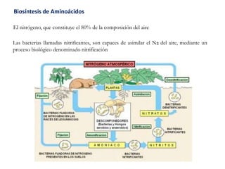Biosíntesis de Aminoácidos
El nitrógeno, que constituye el 80% de la composición del aire
Las bacterias llamadas nitrificantes, son capaces de asimilar el N2 del aire, mediante un
proceso biológico denominado nitrificación
 