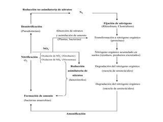 Reducción no asimilatoria de nitratos
Desnitrificación
(Pseudomonas)
N2
Fijación de nitrógeno
(Rhizobium, Clostridium)
Absorción de nitratos
y asimilación de amonio
(Plantas, bacterias)
Nitrificación
NO3
-
Oxidación de NO2
- (Nitrobacter)
Oxidación de NH4
+ (Nitrosomas)
Reducción
asimilatoria de
nitratos
(heterótrofos)
Formación de amonio
(bacterias anaerobias)
O2
Amonificación
Degradación del nitrógeno orgánico
(mezcla de aminoácidos)
Transformación a nitrógeno orgánico
(proteínas)
Nitrógeno orgánico acumulado en
suelos (residuos, productos excretados)
Degradación del nitrógeno orgánico
(mezcla de aminoácidos)
Reducción no asimilatoria de nitratos
Desnitrificación
(Pseudomonas)
N2
Fijación de nitrógeno
(Rhizobium, Clostridium)
Absorción de nitratos
y asimilación de amonio
(Plantas, bacterias)
Nitrificación
NO3
-
Oxidación de NO2
- (Nitrobacter)
Oxidación de NH4
+ (Nitrosomas)
Reducción
asimilatoria de
nitratos
(heterótrofos)
Formación de amonio
(bacterias anaerobias)
O2
Amonificación
Degradación del nitrógeno orgánico
(mezcla de aminoácidos)
Transformación a nitrógeno orgánico
(proteínas)
Nitrógeno orgánico acumulado en
suelos (residuos, productos excretados)
Degradación del nitrógeno orgánico
(mezcla de aminoácidos)
 
